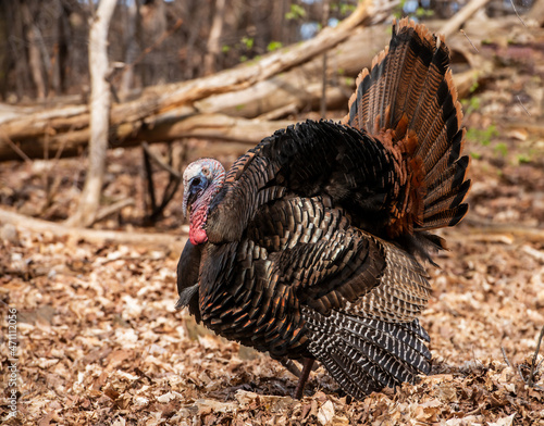 Male Wild Turkey (Meleagris gallopavo) with feathers puffed up in a courtship pose