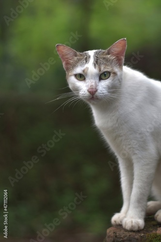 Beautiful and aggressive Indian white Cat