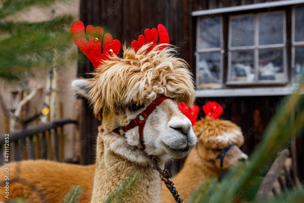 Fototapeta premium portrait of an alpaca like a xmas reindeer 
