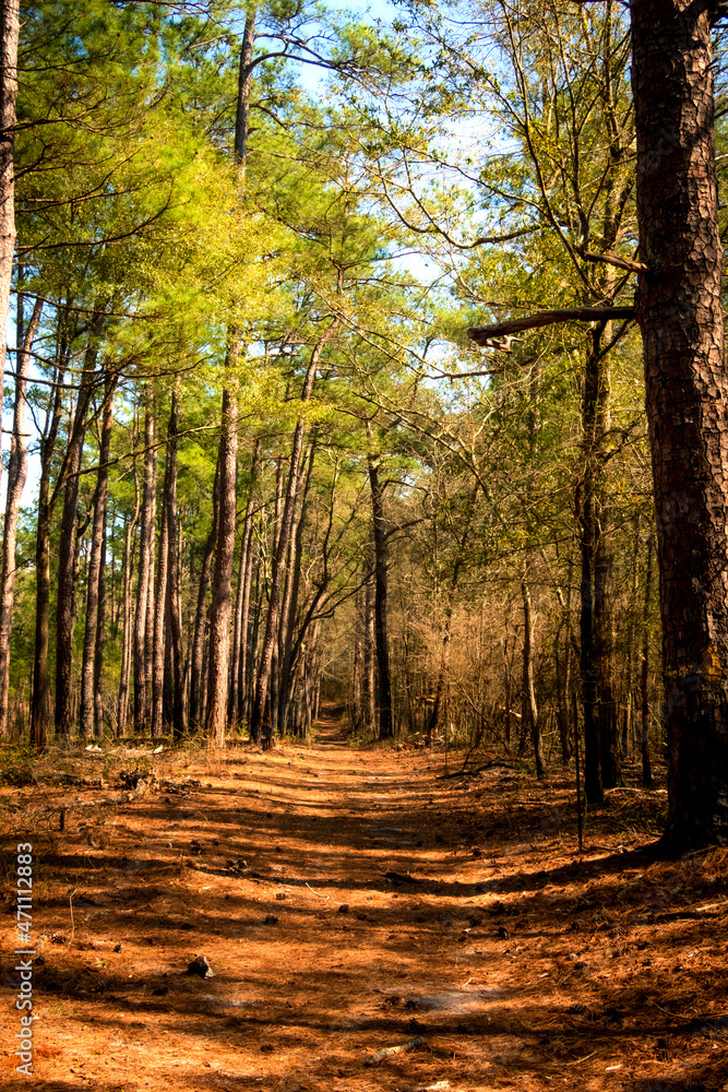 Obraz premium A path through the woods