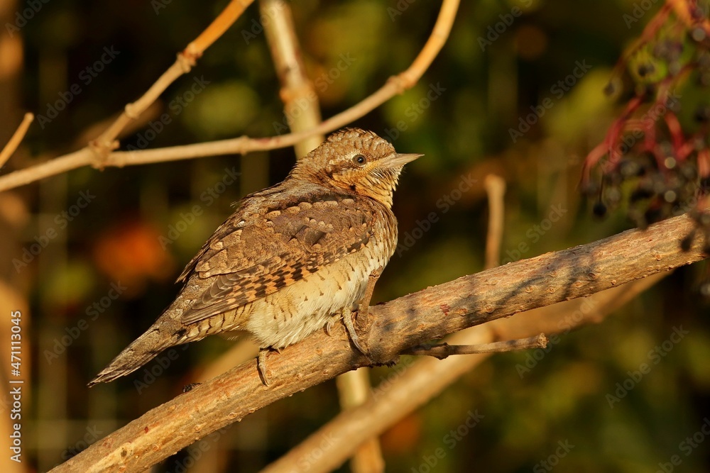 Fototapeta premium sparrow on a branch