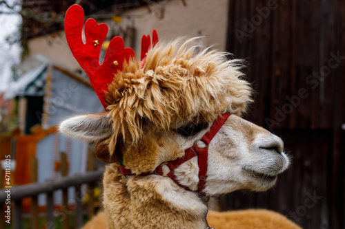 portrait of an alpaca like a  xmas reindeer  photo