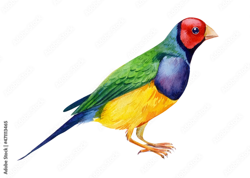 Colorful tropical birds. Amadines watercolor illustration. Australia amadina bird