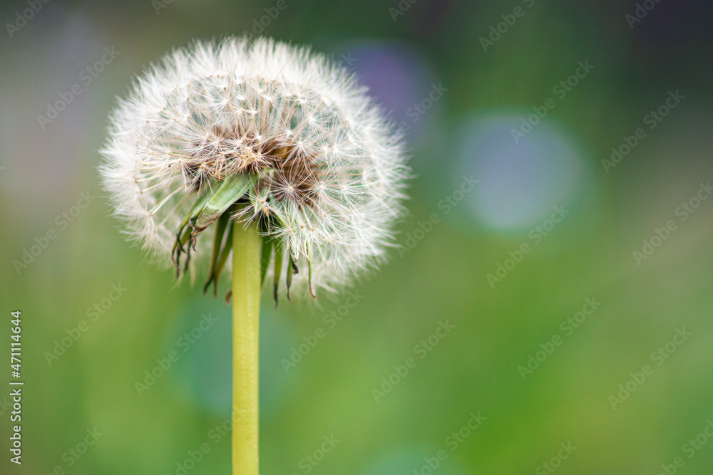 Fototapeta premium dent de lion