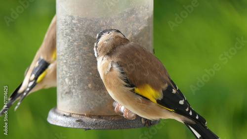 Goldfinch chick feeding from Tube peanut seed Feeder at table