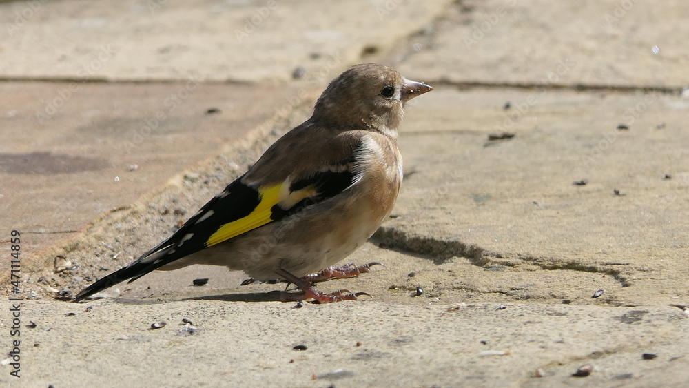 Goldfinches feeding from a bird table of mixed seeds UK Goldfinches feeding from a bird table of mixed seeds UK