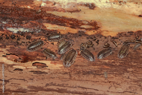 Mauerasseln und Tausendfüßer im Innern eines vermoderten Baumstammes, Oniscus asellus photo
