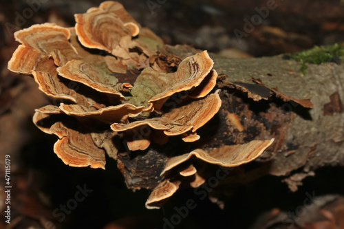 Pilz Schmetterlingstramete, Trametes versicolor, Coriolus versicolor, Polyporus vgersicolor photo