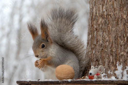 squirrel on the tree