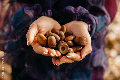 Tableau sur toile Girl holding a handful of ripe acorns in her hands