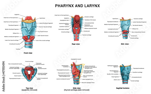 Anatomy of the pharynx and larynx.  photo