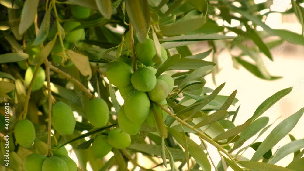 Olives ripen on olive trees. Selective focus. Olives ripen on olive trees. Selective focus.