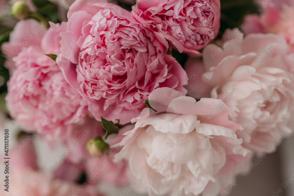 Fototapeta pink flower piones