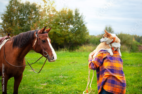 A blonde woman with her welsh corgi dog goes to the horse.