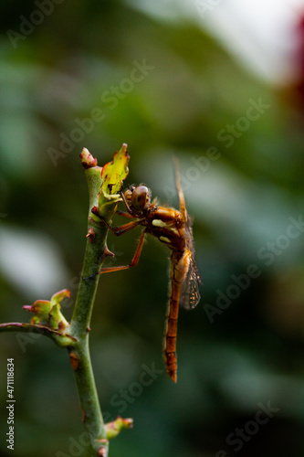 dragonfly on a plant (macro photo) © artrolopzimages