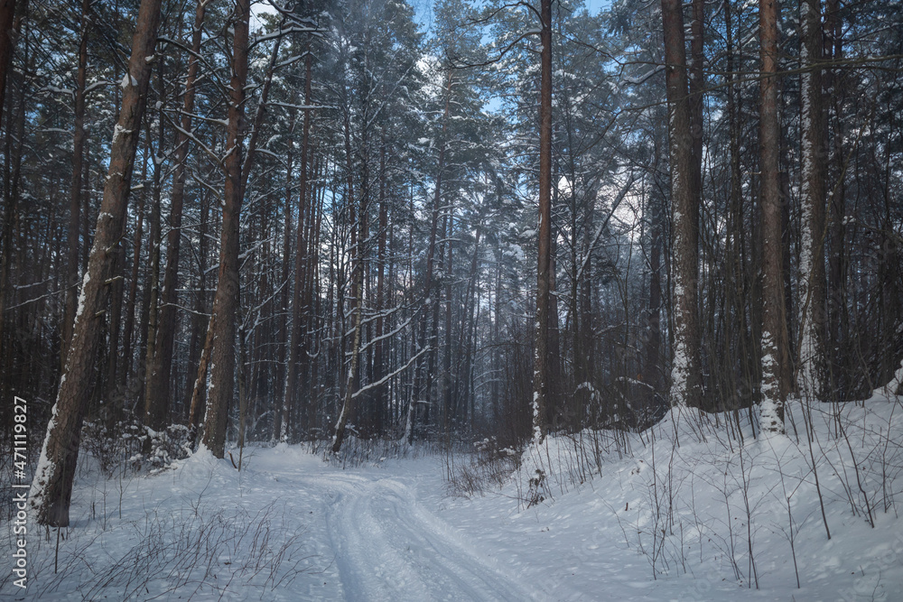 Fototapeta premium Road in snowy pine forest on sunny winter day. Wind blowing snow from the trees on the road. 