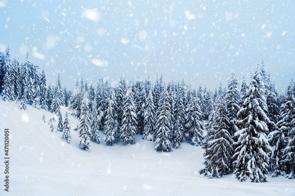Fototapeta premium fir trees covered with snow. amazing winter landscape