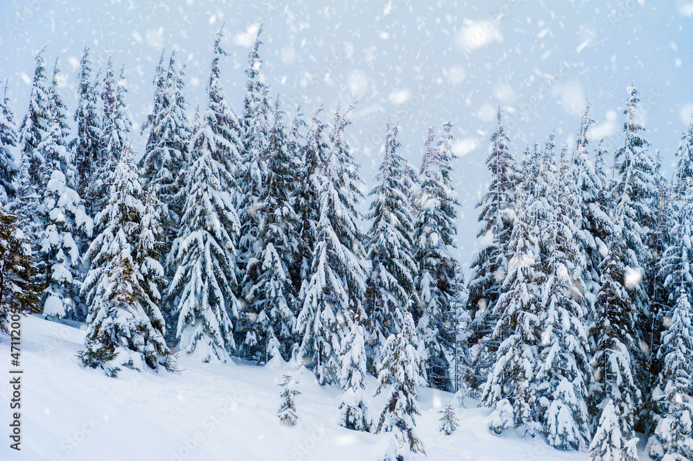 Fototapeta premium fir trees covered with snow. amazing winter landscape