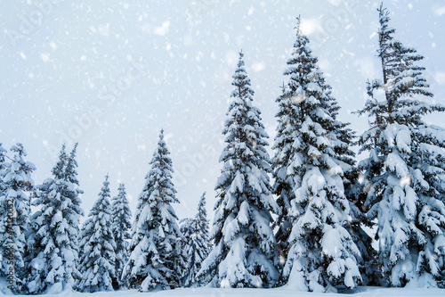 fir trees covered with snow. amazing  winter landscape © ver0nicka