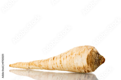 One spicy parsnip  close-up  isolated on white.