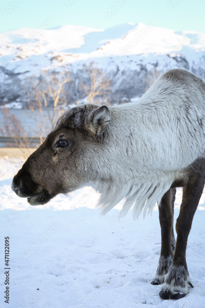Naklejka premium Reindeer in snow