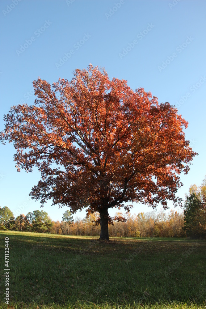 Fototapeta premium Tree in hay field