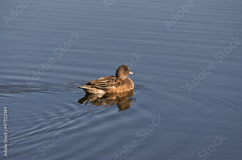 An American Wigeon in the Water