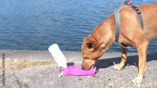 Brown dog drinking pure water from special pet feeding bottle. Watering pets. Portrait of red brown dog close up. Muzzle of beautiful adult doggy drinks during the long journey.