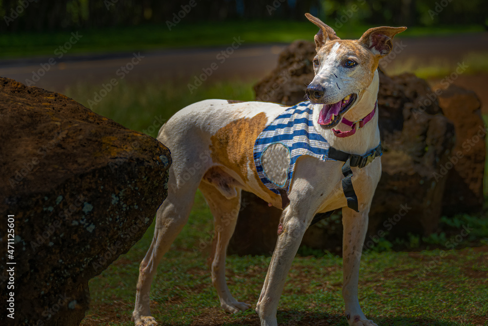 2021-10-14 A WHIPPIT MIX DOG IN A ADOPTION VEST STANDING BY LARGE BOULDERS ON KAUAI HAWAII 2021-10-14 A WHIPPIT MIX DOG IN A ADOPTION VEST STANDING BY LARGE BOULDERS ON KAUAI HAWAII