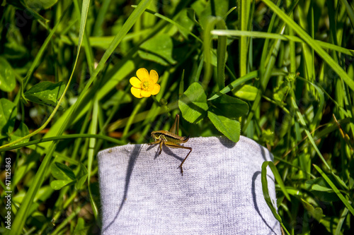 a grasshopper on the meadow grass and yellow flower of creeping buttercup photo