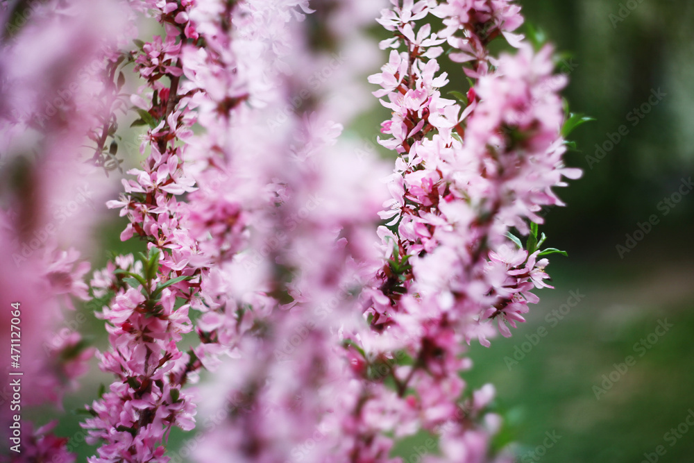 Flora Flora