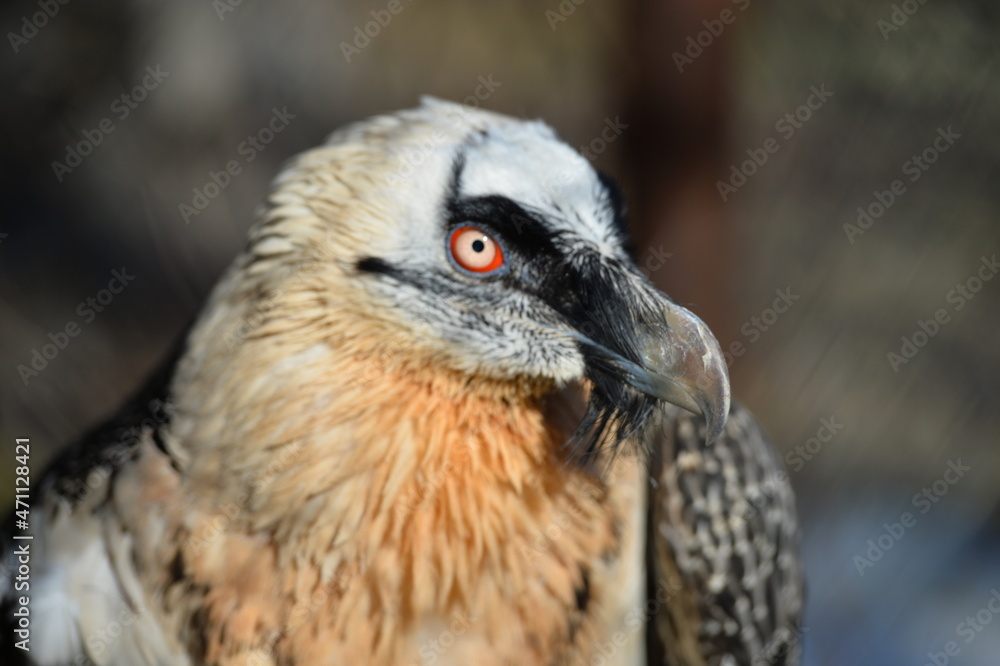 Naklejka premium the bearded bird
