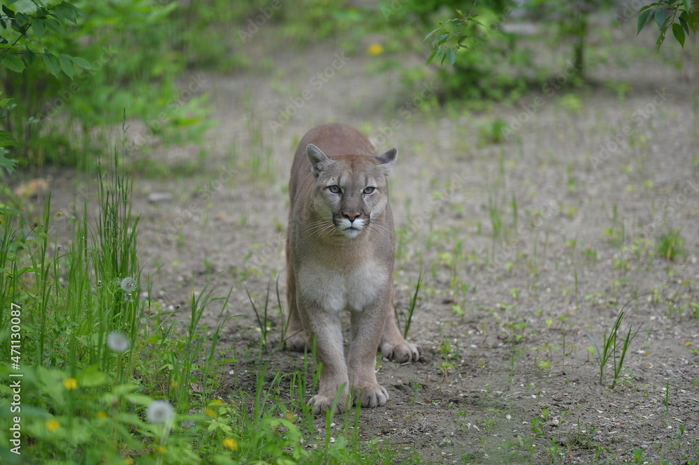 Fototapeta premium cougar in the wild