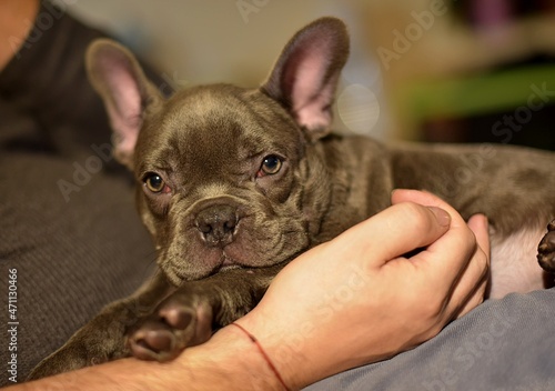 man holding in his arms a smooth chick french bulldog