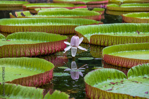 Giant water lily in botanical garden on Island Mauritius . Victoria amazonica, Victoria regia