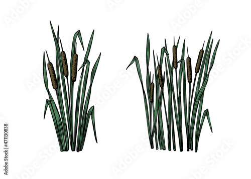 Black reeds sketch set in vintage style. Vector retro illustration element. Spring floral nature background vector