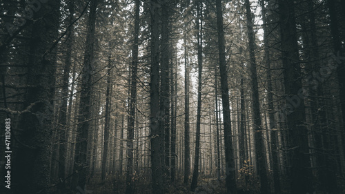 Fog in the forest © TheDeadRaven