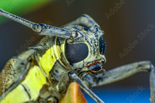 Beautiful nature scene. Closeup beautiful macro image of a beautiful longhorn beetle photo