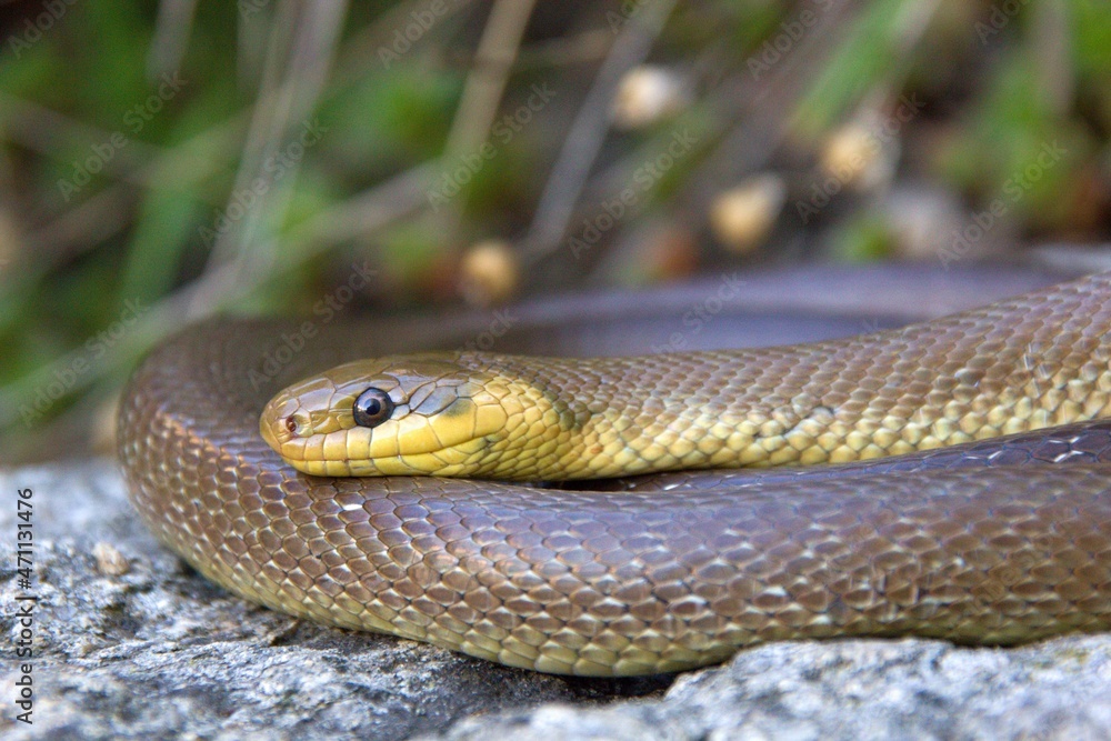 The Aesculapian snake (Zamenis longgisimus) in a natural habitat The Aesculapian snake (Zamenis longgisimus) in a natural habitat