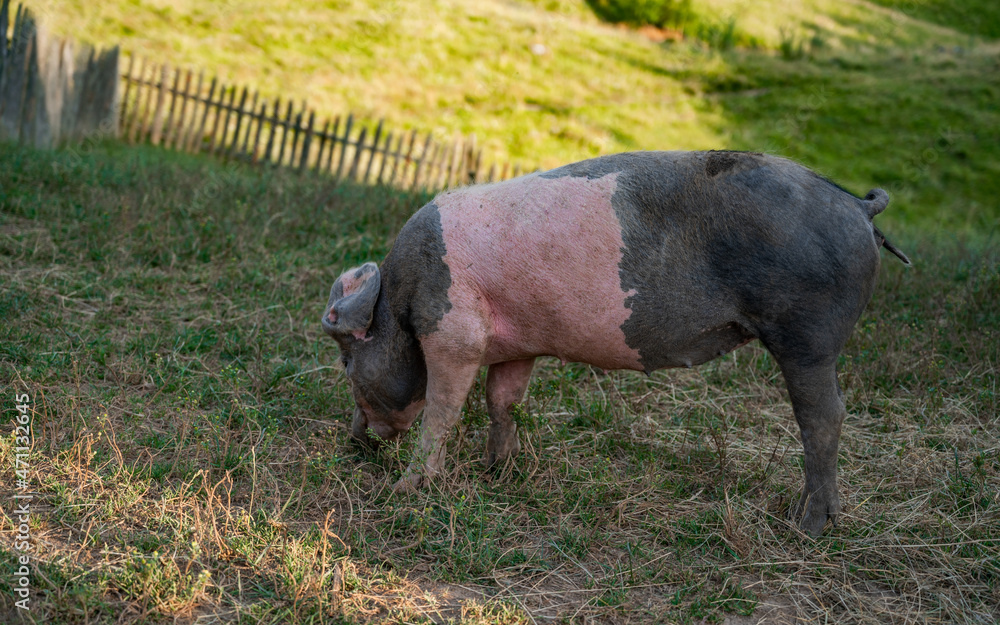 Pig in two colors grazing on the hills of Fundatura Ponorului Pig in two colors grazing on the hills of Fundatura Ponorului