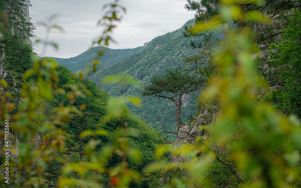 Black pine landscape in Romania, Cheile Țăsnei National Park, Baile Herculane Black pine landscape in Romania, Cheile Țăsnei National Park, Baile Herculane