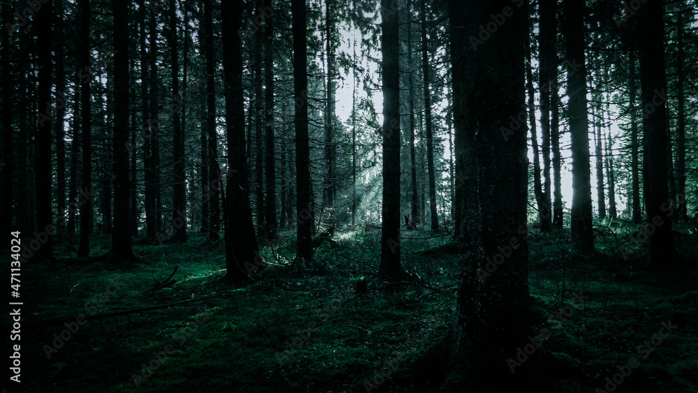 Naklejka premium Morning Forest