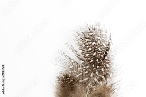 Quail feather close-up on a white background.Creative background.Happy Easter concept.Copy space for text selective focus with shallow depth of field.