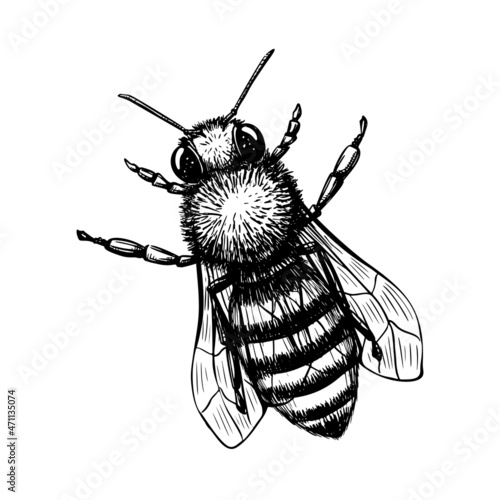 Bee in sketch style on black background. Nature vector vintage illustration design element set. Hand draw
