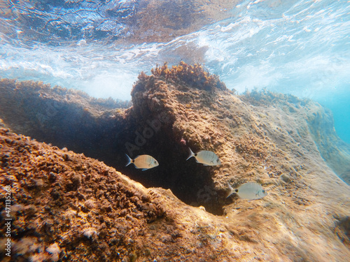 Ionian sea underwater view with Saddled seabreams (Oblada melanura), gopro shot photo