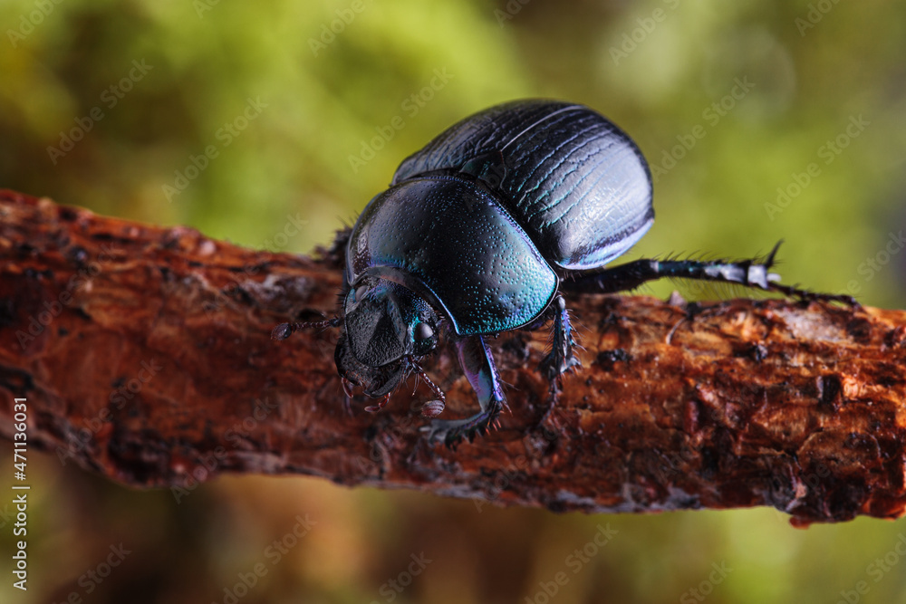 Macro shot of forest dung beetle (Anoplotrupes stercorosus) on branch