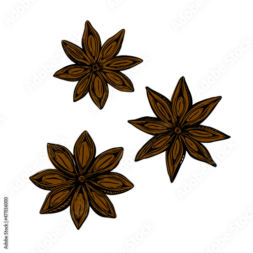 Hand drawn set with anise sketch flower star. Spring vector outline drawing illustration. Floral botanical cooking food.