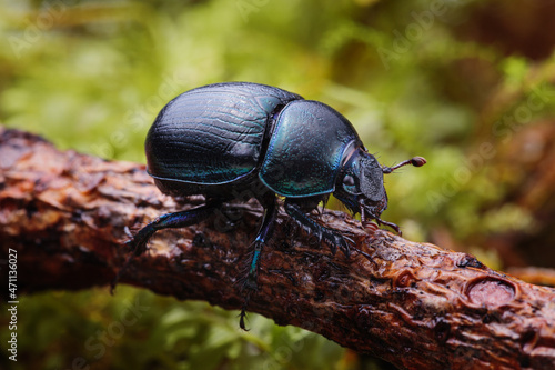 Obraz na płótnie Macro shot of forest dung beetle (Anoplotrupes stercorosus) on branch w salonie