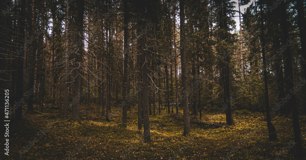 Fototapeta premium Autumn forest