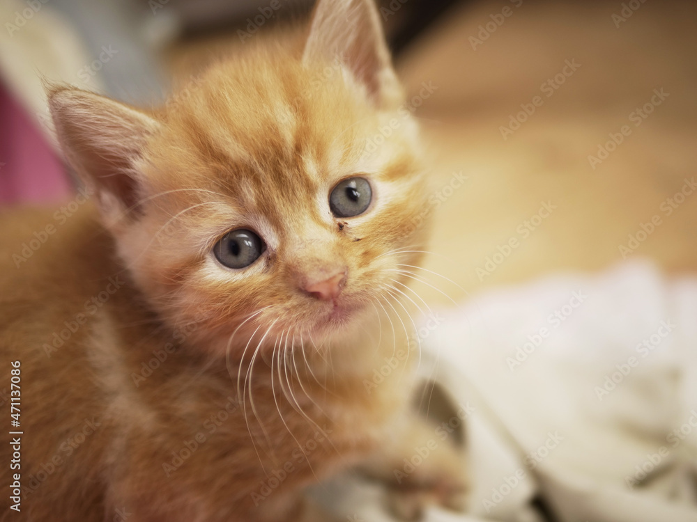 Cute adorable ginger baby kitten portrait medium shot
